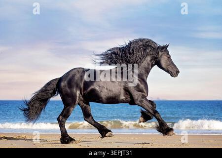 Cheval frison. Étalon galopant sur une plage. Espagne Banque D'Images