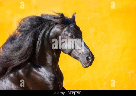 Cheval frison. Portrait d'un étalon avec crinière coulant. Espagne Banque D'Images