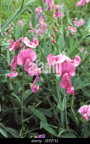 Pois plat (Lathyrus sylvestris), floraison. Allemagne Banque D'Images