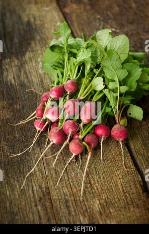 Petit radis (Raphanus sativus sativus). Les radis récoltés reposent sur une planche de bois. Allemagne Banque D'Images