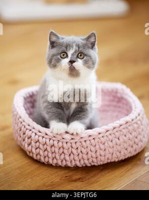 British Shorthair. Chaton assis dans un lit pour animaux domestiques. Allemagne Banque D'Images