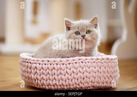 British Shorthair. Chaton couché dans un lit pour animaux domestiques. Allemagne Banque D'Images