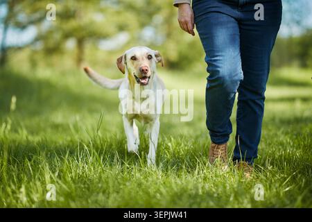 Labrador Retriever. Jaune marchant à côté d'une femme sur un pré. Allemagne Banque D'Images