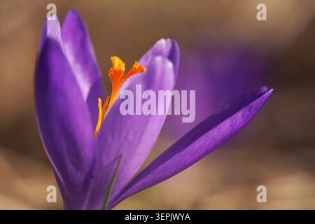 Le soleil brille sur l'iris violet et jaune sauvage (Crocus heuffelianus discolor) fleur, gros plan macro détail Banque D'Images