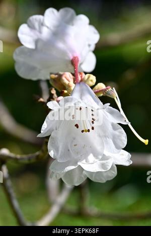 Fleurs roses du début de l'été de Rhododendron oreodoxa var. Fargesii poussant dans le jardin britannique mai Banque D'Images