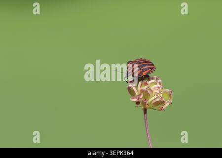 Bug bouclier rayé rouge et noir (Graphosoma italicum) repose sur une tête de fleur séchée Banque D'Images