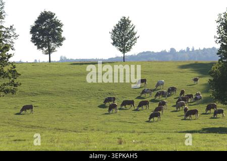 Photo scénique de vaches laitières de Fleckvieh qui paissent sur un pâturage alpin vert luxuriant en Bavière Banque D'Images