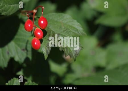 Macro gros plan de baies rouges brillantes suspendues contre une feuille verte lobée d'un arbuste rose de guelder Banque D'Images