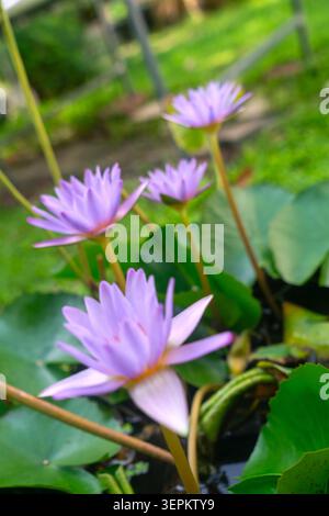 Cette superbe image présente des nénuphars violets éclatants qui fleurissent sur un étang paisible entouré de feuilles vertes luxuriantes et d'une eau tranquille, mettant en valeur na Banque D'Images
