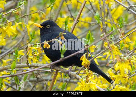 Blackbird commun Turdus merula perché sur une branche parmi les fleurs jaunes de Border Forsythia Forsythia x intermedia dans un jardin de printemps Banque D'Images