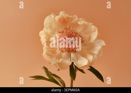 Gros plan d'une pivoine pâle unique sur un fond orange chaud, des pétales doux, une tige verte, une composition florale élégante, un espace de copie minimal. Banque D'Images