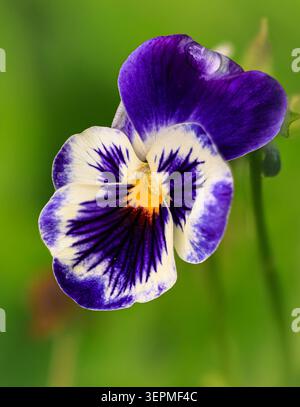 Pansy Banque D'Images