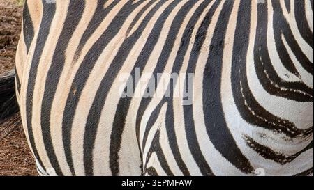 Photographie détaillée en gros plan montrant le motif de rayures noir et blanc unique sur la fourrure d'un zèbre soulignant la texture et les marques naturelles. Banque D'Images