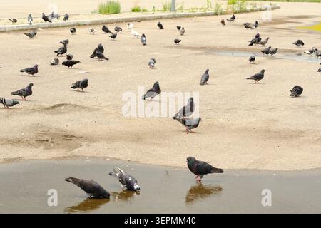 Grand troupeau de pigeons marchant et buvant de la flaque d'eau sur une place de ville en béton ouverte Banque D'Images
