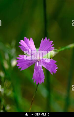 Belle vue rapprochée fleur sauvage violette vibrante avec de petites gouttes de rosée matinale dans le champ vert Banque D'Images