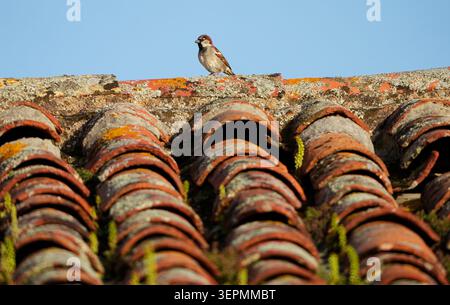 11 avril 2026, Portugal, Castro Verde : 11 avril 2026, Castro Verde. Un moineau de maison mâle (passer domesticus) se dresse sur un vieux toit de tuiles dans la petite ville portugaise de Castro Verde. Les moineaux de maison sont des oiseaux synanthropiques et aiment construire leurs nids dans et sous les toits. Photo : Wolfram Steinberg/dpa photo : Wolfram Steinberg/dpa/Picture alliance/Wolfram Steinberg Banque D'Images