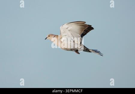 11 avril 2026, Portugal, Castro Verde : 11 avril 2026, Castro Verde. Une colombe eurasienne à collier (Streptopelia decaocto) vole dans le ciel au-dessus de la petite ville portugaise de Castro Verde. Photo : Wolfram Steinberg/dpa photo : Wolfram Steinberg/dpa/Picture alliance/Wolfram Steinberg Banque D'Images