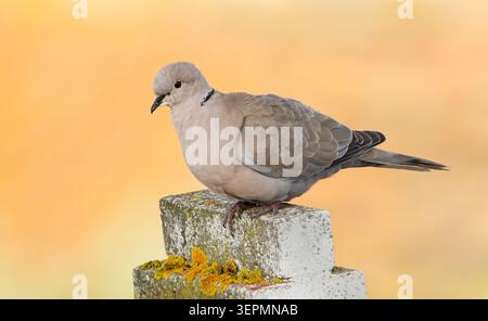 11 avril 2026, Portugal, Castro Verde : 11 avril 2026, Castro Verde. Une colombe eurasienne à col (Streptopelia decaocto) se perche sur un vieux piédestal en pierre dans la petite ville portugaise de Castro Verde. Photo : Wolfram Steinberg/dpa photo : Wolfram Steinberg/dpa/Picture alliance/Wolfram Steinberg Banque D'Images