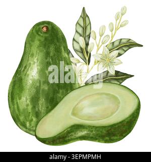 Ensemble d'illustrations aquarelles d'avocats, tranches ​​into quartiers, anneaux et morceaux, avec une branche fleurie. Parfait pour les magasins, cafés, emballages, m Banque D'Images