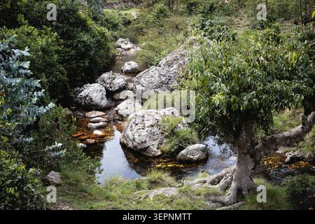 Un ruisseau serein et clair coule sur des rochers moussseux et des pierres à travers une forêt dense et verte près de Rutovu, au Burundi, un site considéré par certains comme le Banque D'Images