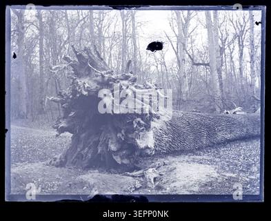 Eugène Trutat documente le chêne antique déraciné connu sous le nom de le Briané dans la forêt de Fontainebleau en avril 1899, présentant le tronc massif et les racines exposées reposant sur le sol boisé après les dommages causés par la tempête dans l'environnement forestier de Seine-et-Marne. Banque D'Images