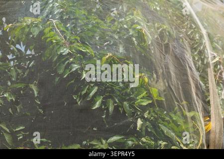 Cerisiers protégés du soleil avec un filet. Gros plan de branches d'arbres fruitiers recouvertes d'un fin filet de protection agricole blanc Banque D'Images
