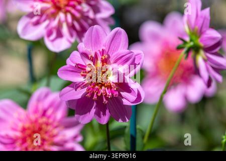 Gros plan d'une fleur de dahlia rose étoilée en fleur Banque D'Images