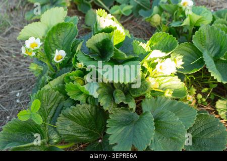 Plante de fraise verte fraîche en fleur poussant dans le jardin de l'arrière-cour. Production biologique d'éco-aliments Banque D'Images