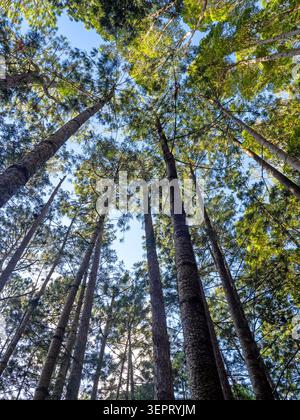 Grands arbres dans pile Valley, K'gari, parc national Great Sandy Banque D'Images