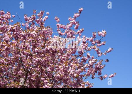 Fleurs rouges sur cerisier japonais contre ciel bleu au printemps à Ystad, comté de Skane, Suède, Scandinavie Banque D'Images