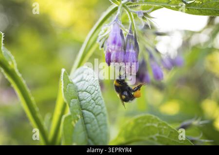 Consoude commune (Symphytum officinale), bourdon (Bombus) sur une fleur, Allemagne Banque D'Images