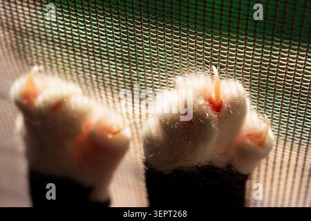 Gros plan de griffes de chat tranchantes accrochées à une moustiquaire de fenêtre, comportement ludique d'un animal de compagnie endommageant le maillage de la maison, pattes félines montrant le focus et le tex Banque D'Images