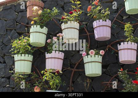 Beau jardin vertical décoratif avec des pots de fleurs pastel colorés accrochés à un mur de pierre sombre Banque D'Images