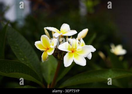 Belles plantes Plumeria poussant dans des pots de culture en tissu. Banque D'Images