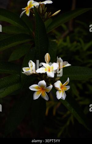 Belles plantes Plumeria poussant dans des pots de culture en tissu. Banque D'Images