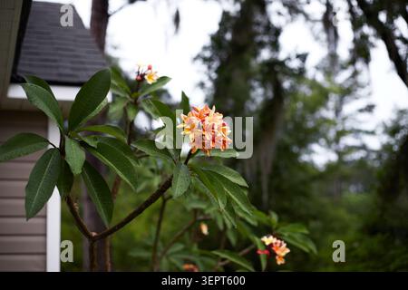 Belles plantes Plumeria poussant dans des pots de culture en tissu. Banque D'Images
