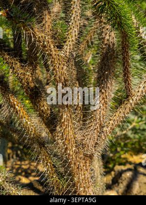 Le tronc épais et boisé de la plante exotique Alluaudia procera madagascar ocotillo présente des épines protectrices aiguisées dans le jardin botanique. Banque D'Images