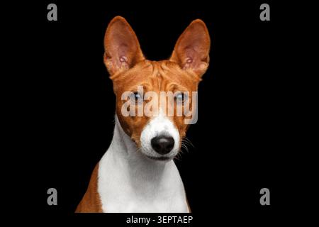 Gros plan Portrait drôle Blanc avec Rouge Basenji chien curieux regardant dans la caméra sur fond noir isolé, vue de police Banque D'Images
