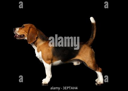 Jeune chien Beagle debout sur fond noir isolé, vue de côté Banque D'Images