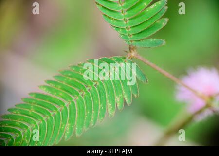 Gros plan d'une feuille de Mimosa Pudica dans le parc Banque D'Images