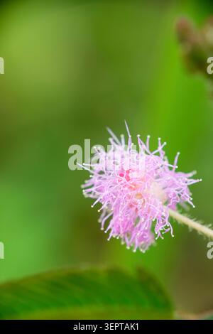 Gros plan d'une fleur rose de Mimosa Pudica en fleur Banque D'Images