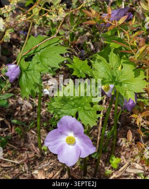 Pavot japonais, Lunddocka (Glaucidium palmatum) Banque D'Images