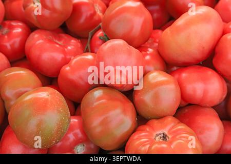 Un tas de tomates fraîches aux couleurs vives et aux formes variées, étroitement arrangées avec des peaux lisses et dosseuses. Certaines tomates ont des nuances verdâtres, capt Banque D'Images