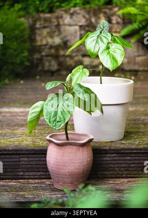 Deux petits plants de tomates d'arbre, connus sous le nom de tamarillo ou Solanum betaceum, dans des pots en céramique à l'extérieur. Jeunes plantes tropicales exotiques avec des feuilles vert vif Banque D'Images