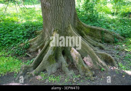 Vue rapprochée d'un tronc d'arbre massif, des racines exposées étendues dans un environnement de forêt luxuriante et verdoyante jungle. Texture détaillée de l'écorce, concept de racine naturelle. Banque D'Images