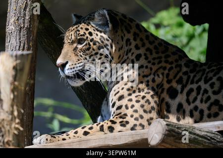 Jaguar reposant sur une structure en bois à l'ombre, zoo de Bratislava, Bratislava, Slovaquie, Europe Banque D'Images