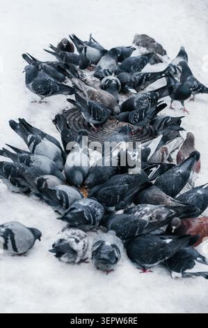 Une vue en grand angle d'un grand troupeau de pigeons se rassemblant pour manger sur un sol enneigé de la ville, suivie d'une scène dynamique d'oiseaux en vol, Banque D'Images
