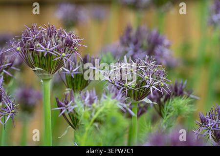 Allium Christophii, étoile de Perse Banque D'Images