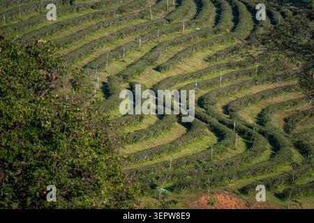 Vue aérienne des champs luxuriants de plantation de thé vert disposés en belles rangées en terrasses sur les collines vallonnées dans le nord de la Thaïlande. Banque D'Images