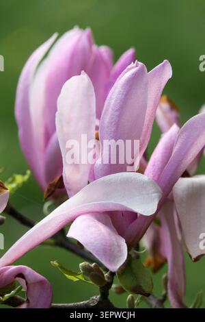 Détail des fleurs roses violacées de Magnolia Susan au printemps Banque D'Images